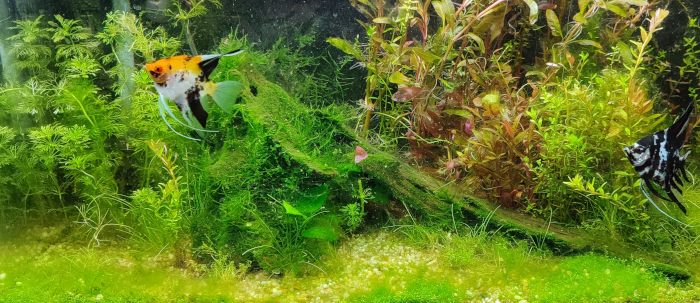 Aquas 1
