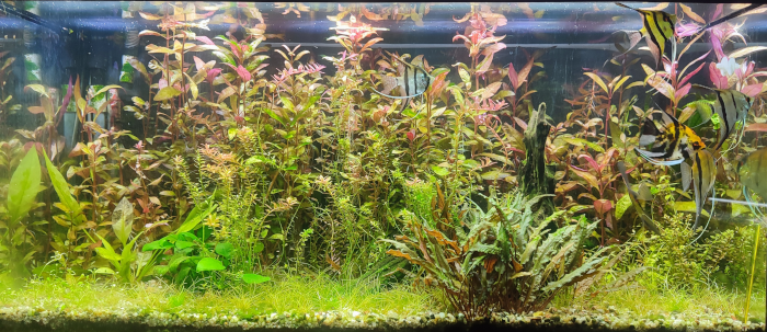Aquas 1