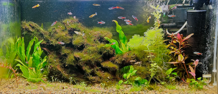 Aquas 1