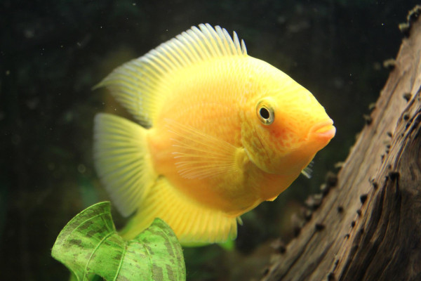 Severum